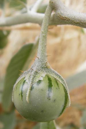 Solanum elaeagnifolium \ lweidenblttriger Nachtschatten / Silverleaf Nightshade, Horse Nettle, GR Athen 2.9.2014