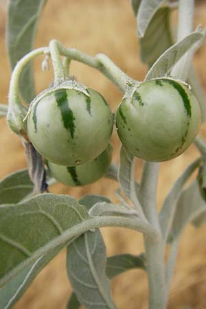 Solanum elaeagnifolium \ lweidenblttriger Nachtschatten / Silverleaf Nightshade, Horse Nettle, GR Athen 2.9.2014