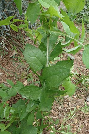 Sonchus oleraceus \ Kohl-Gnsedistel / Smooth Sow-Thistle, GR Hymettos 20.3.2019