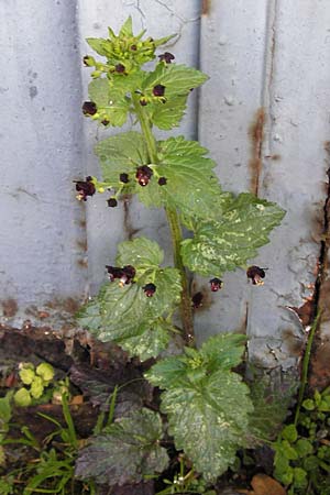 Scrophularia peregrina \ Mittelmeer-Braunwurz, Nesselblttrige Braunwurz / Mediterranean Figwort, GR Peloponnes, Andritsena 28.3.2013