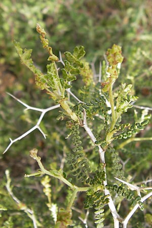 Sarcopoterium spinosum \ Dornige Bibernelle, Dornige Becherblume / Thorny Burnet, GR Hymettos 2.4.2013