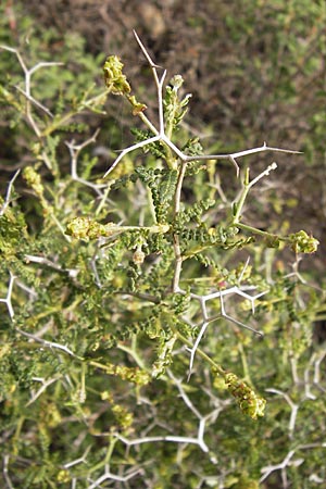 Sarcopoterium spinosum \ Dornige Bibernelle, Dornige Becherblume, GR Hymettos 2.4.2013