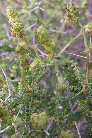 Sarcopoterium spinosum / Thorny Burnet, GR Hymettos 2.4.2013