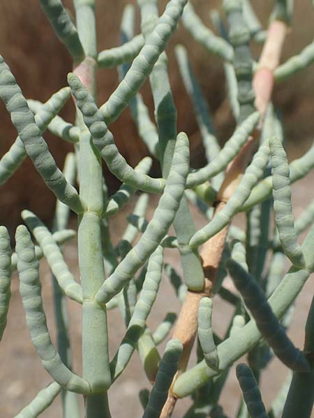 Salicornia fruticosa \ Strauchige Gliedermelde, GR Euboea (Evia), Kanatadika 25.8.2017