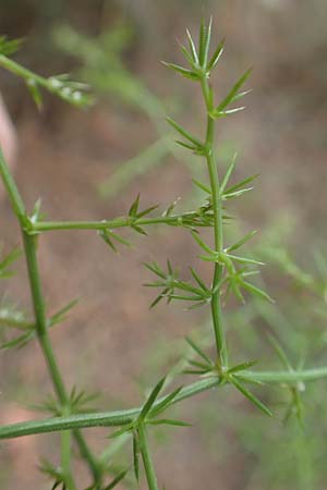 Asparagus aphyllus \ Blattloser Spargel, GR Athen, Mount Egaleo 10.4.2019