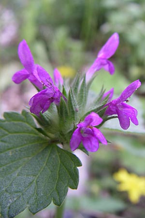 Stachys serbica \ Serbischer Ziest / Serbian Woundwort, GR Zagoria, Vikos - Schlucht / Gorge 15.5.2008