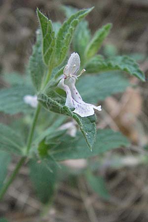 Stachys leucoglossa \ Weizungen-Ziest, GR Meteora 28.8.2007