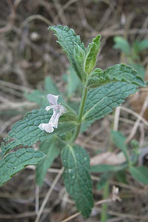 Stachys leucoglossa \ Weizungen-Ziest, GR Meteora 28.8.2007