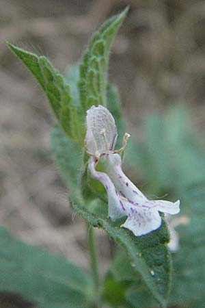 Stachys leucoglossa \ Weizungen-Ziest, GR Meteora 28.8.2007