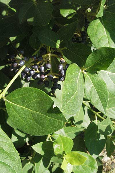 Viburnum tinus \ Lorbeer-Schneeball / Laurustinus, GR Meteora 28.8.2007