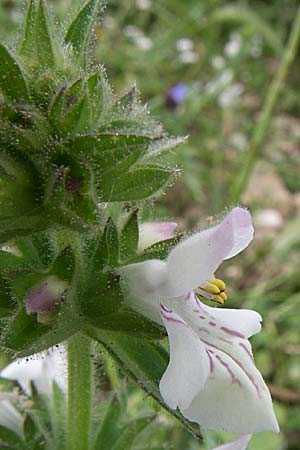 Stachys spinulosa \ Dörnchen-Ziest / Spiny Woundwort, GR Igoumenitsa 13.5.2008