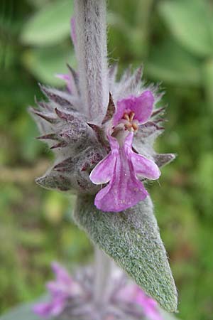 Stachys cretica \ Kretischer Ziest / Mediterranean Woundwort, GR Igoumenitsa 13.5.2008