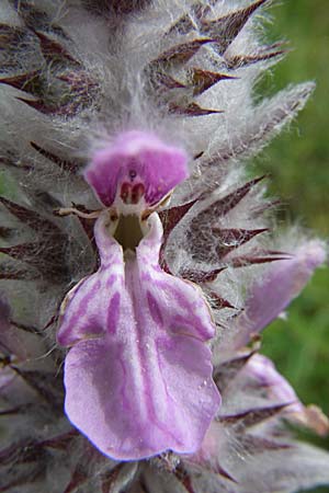 Stachys cretica \ Kretischer Ziest / Mediterranean Woundwort, GR Igoumenitsa 13.5.2008