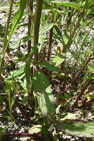 Stachys annua \ Einjhriger Ziest / Annual Yellow Woundwort, GR Zagoria, Kipi 18.5.2008