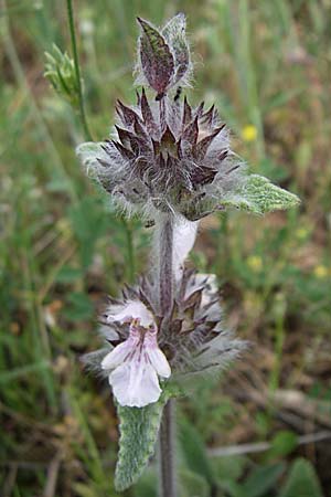 Stachys cretica \ Kretischer Ziest / Mediterranean Woundwort, GR Peloponnes, Zarouchla Tal / Valley 19.5.2008