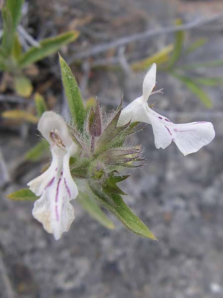 Stachys spruneri / Spruner's Woundwort, GR Parnitha 22.5.2008