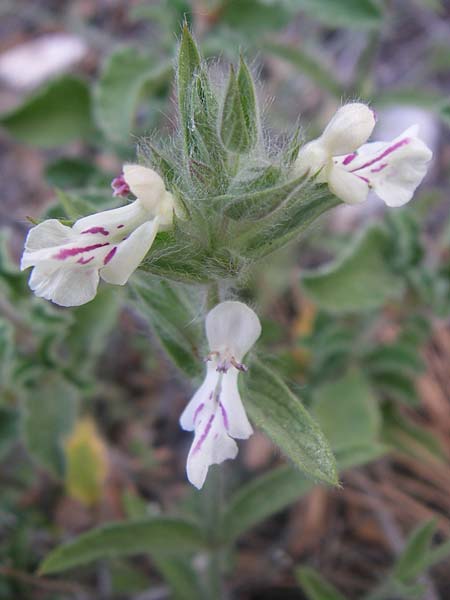 Stachys spruneri \ Spruners Ziest / Spruner's Woundwort, GR Parnitha 22.5.2008