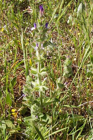 Salvia viridis \ Buntschopf-Salbei / Annual Clary, GR Peloponnes, Monemvasia 1.4.2013