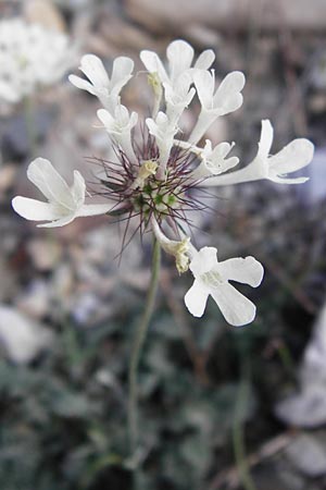 Scabiosa webbiana \ Webbs Skabiose / Webb's Scabious, GR Parnitha 1.9.2014