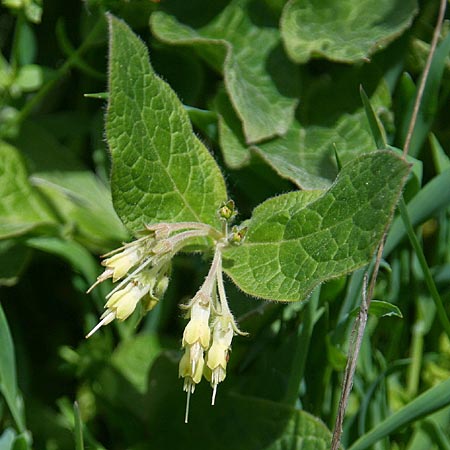 Symphytum bulbosum \ Knollen-Beinwell, Kleinbltiger Beinwell / Bulbous Comfrey, GR Peloponnes, Kyllini-Massiv / Peloponnese, Mount Kyllini 12.5.2014 (Photo: Gisela Nikolopoulou)