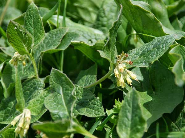 Symphytum bulbosum \ Knollen-Beinwell, Kleinbltiger Beinwell, GR Peloponnes, Kyllini-Massiv 12.5.2014 (Photo: Gisela Nikolopoulou)