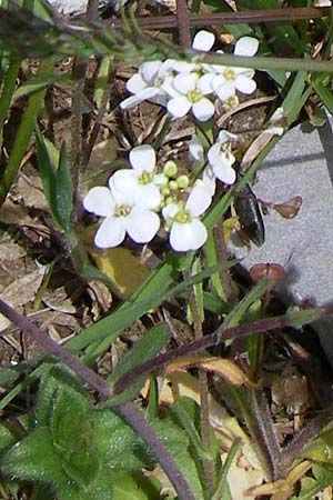 Capsella grandiflora \ Grobltiges Hirtentschel / Large-Flowered Shepherd's Purse, GR Timfi 17.5.2008