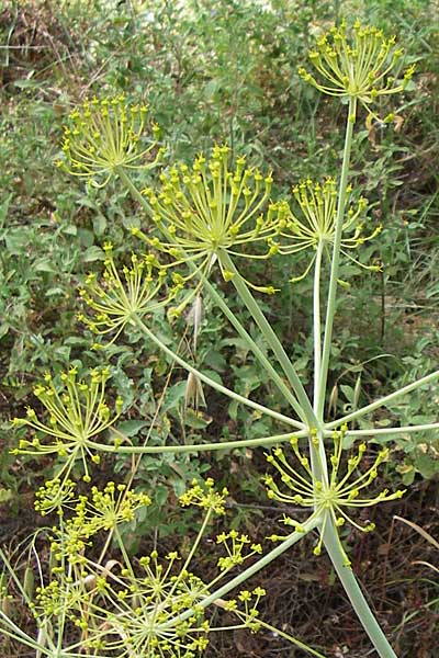 Thapsia garganica \ Gargano-Purgierdolde / Italian Thapsia, GR Hymettos 21.5.2008