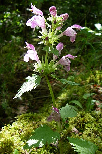 Lamium garganicum \ Gargano-Taubnessel / Large Red Dead-Nettle, GR Zagoria, Vikos - Schlucht / Gorge 15.5.2008