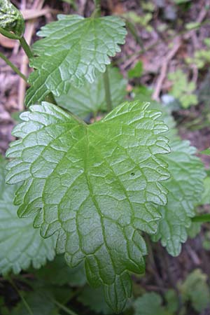 Lamium garganicum \ Gargano-Taubnessel / Large Red Dead-Nettle, GR Zagoria, Vikos - Schlucht / Gorge 15.5.2008