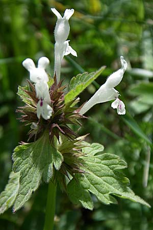 Lamium bifidum \ Zweispaltige Taubnessel, Balkan-Taubnessel, GR Zagoria, Mikro Papingko 17.5.2008