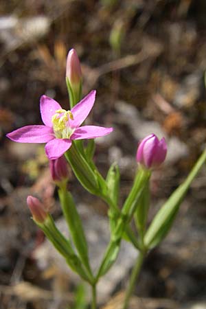 Centaurium spicatum / Spiked Centaury, GR Hymettos 21.5.2008