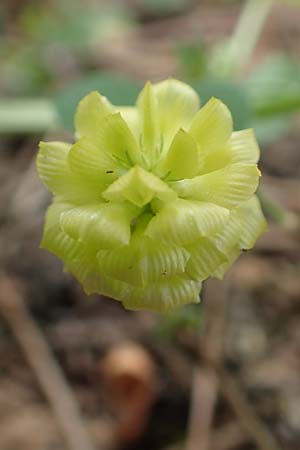 Trifolium boissieri \ Boissiers Klee, GR Athen, Mount Egaleo 10.4.2019