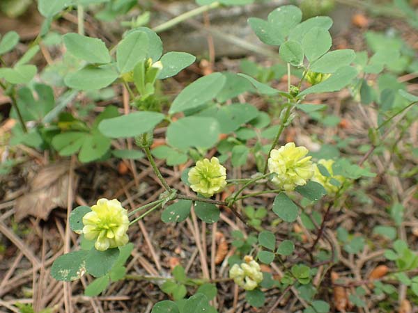 Trifolium boissieri \ Boissiers Klee / Boissier's Clover, GR Athen, Mount Egaleo 10.4.2019