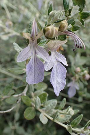 Teucrium fruticans \ Strauchiger Gamander / Schrubby Germander, GR Athen, Mount Egaleo 10.4.2019