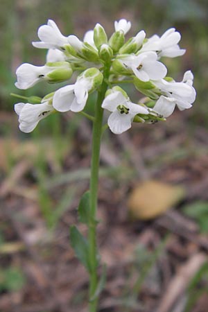 Noccaea graeca \ Griechisches Hellerkraut / Greek Penny-Cress, GR Peloponnes, Kosmas 31.3.2013