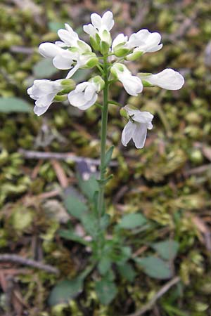 Noccaea graeca \ Griechisches Hellerkraut, GR Peloponnes, Kosmas 31.3.2013