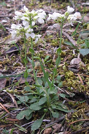 Noccaea graeca \ Griechisches Hellerkraut, GR Peloponnes, Kosmas 31.3.2013