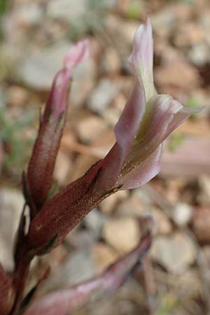 Astragalus spruneri \ Spruners Tragant / Spruner's Milk-Vetch, GR Athen, Mount Egaleo 10.4.2019