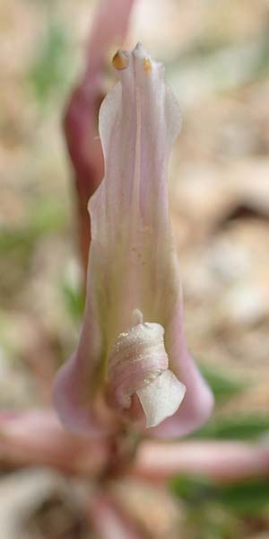 Astragalus spruneri \ Spruners Tragant / Spruner's Milk-Vetch, GR Athen, Mount Egaleo 10.4.2019