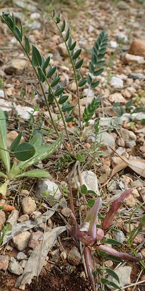 Astragalus spruneri \ Spruners Tragant / Spruner's Milk-Vetch, GR Athen, Mount Egaleo 10.4.2019