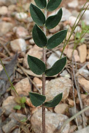 Astragalus spruneri \ Spruners Tragant / Spruner's Milk-Vetch, GR Athen, Mount Egaleo 10.4.2019