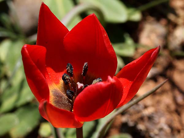 Tulipa goulimyi \ Goulimys Tulpe / Goulimy's Tulip, GR Apidea 29.3.2018 (Photo: Uwe & Katja Grabner)