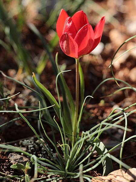 Tulipa goulimyi \ Goulimys Tulpe / Goulimy's Tulip, GR Fokiano 3.4.2018 (Photo: Uwe & Katja Grabner)