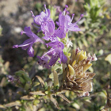 Thymbra capitata \ Kopfiger Thymian / Mediterranean Thyme, GR Parga 24.8.2007