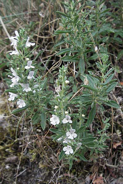 Satureja montana \ Winter-Bohnenkraut, Karst-Bergminze / Winter Savory, GR Zagoria, Vikos - Schlucht / Gorge 26.8.2007