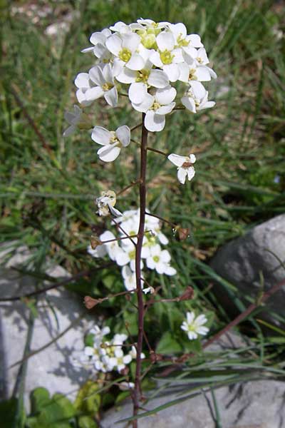 Capsella grandiflora \ Grobltiges Hirtentschel / Large-Flowered Shepherd's Purse, GR Timfi 17.5.2008