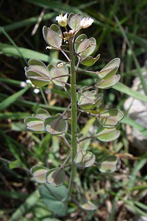 Microthlaspi erraticum \ Schmalschtchen-Hellerkraut / Narrow-Pod Penny-Cress, GR Timfi 17.5.2008