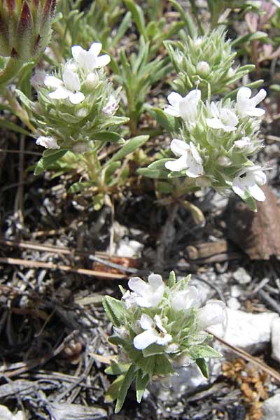 Thymus atticus \ Attischer Thymian / Attic Thyme, GR Parnitha 22.5.2008