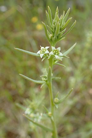 Thesium humile \ Niedriger Bergflachs / Field Bastard Bastard Toadflax, GR Athen, Mount Egaleo 10.4.2019