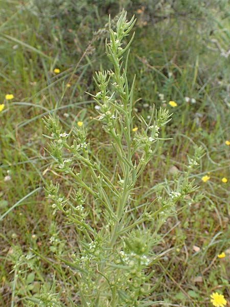 Thesium humile \ Niedriger Bergflachs / Field Bastard Bastard Toadflax, GR Athen, Mount Egaleo 10.4.2019